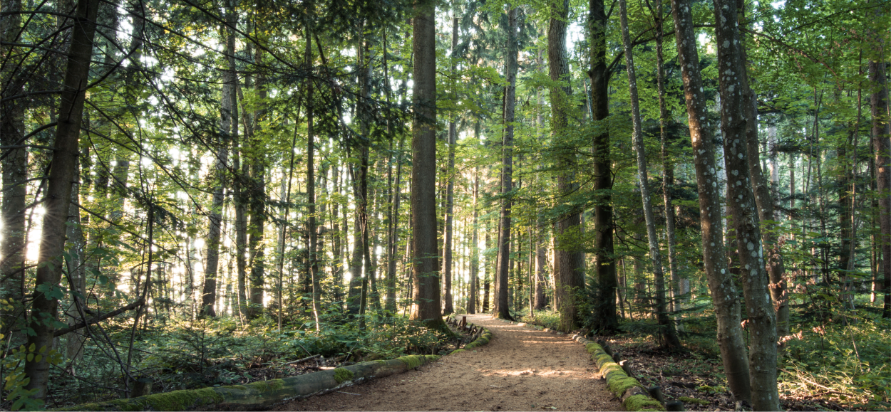 Wald Sonnenstern Pano